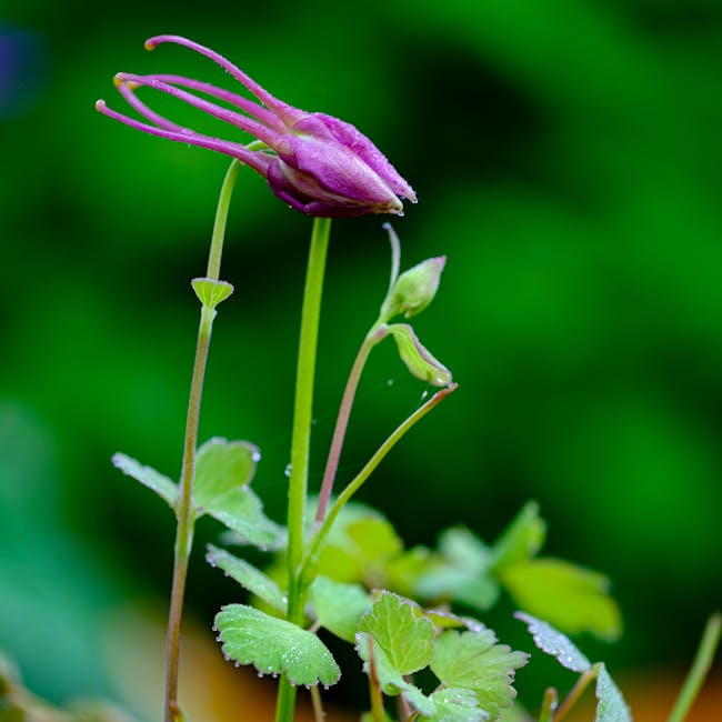 Purple columbine flower bud representing natural holistic health services