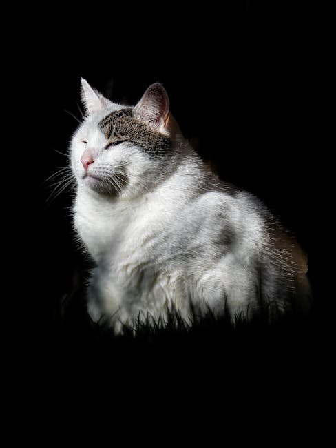 A calm white cat with eyes closed representing peace of mind and clarity in support