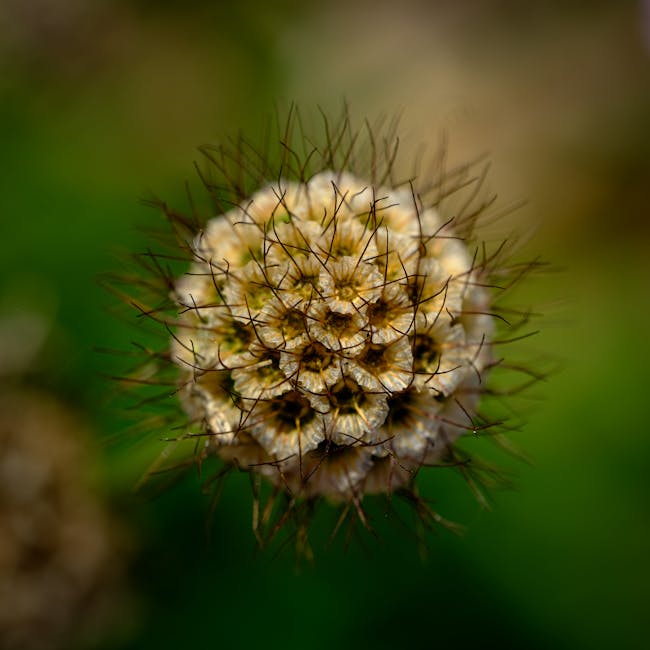 Close up of a botanical seed head showing natural geometric patterns and growth